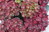 Hydrangea macrophylla Гортензия крупнолистная Royalty Black Knight Черный рыцарь